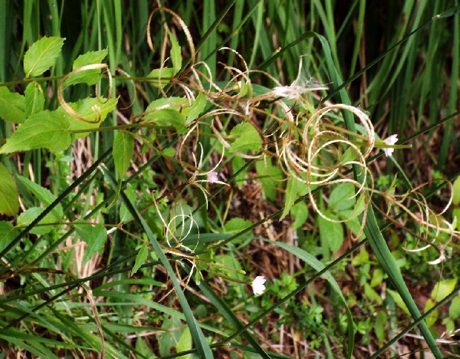 Epilobium cfr. montanum (Myrtales - Onagraceae)